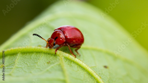 red bug on a green leaf