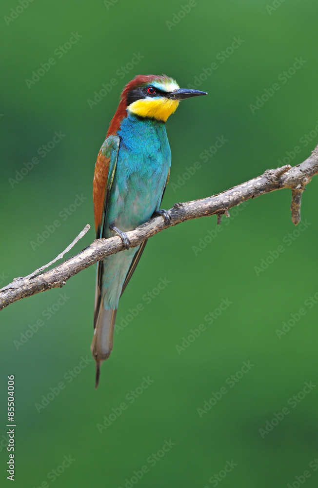 Fototapeta premium European bee eater