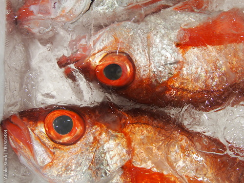 魚市場の魚