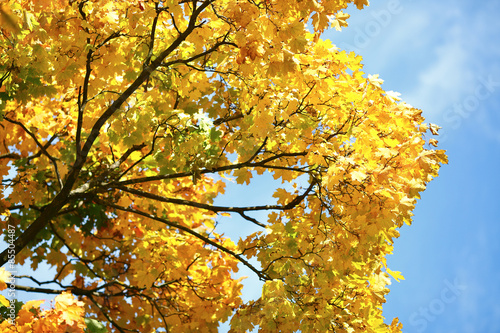 Branches with yellow leaves and blue sky