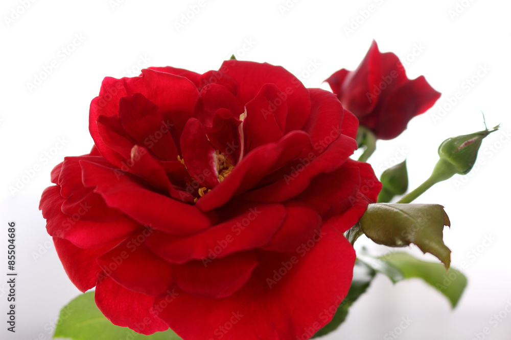 深紅の薔薇を上から見下ろして Stock Photo Adobe Stock