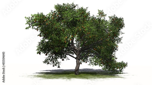 peach tree - isolated on white background