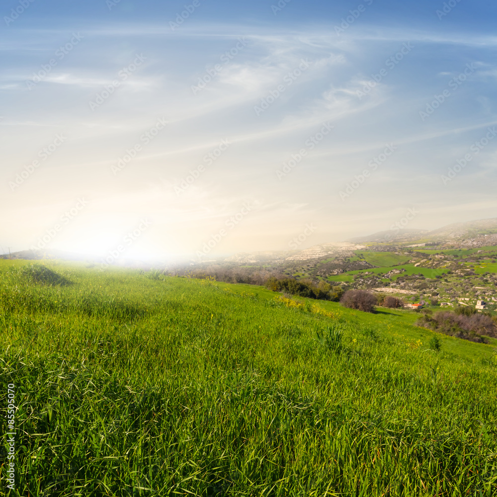 beautiful summer fields