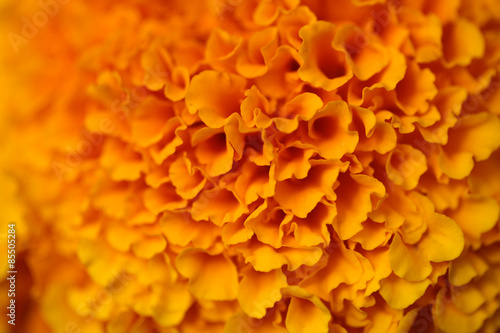 Colorful orange flower © Volodymyr