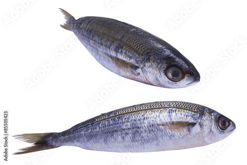 two fish bogue photo