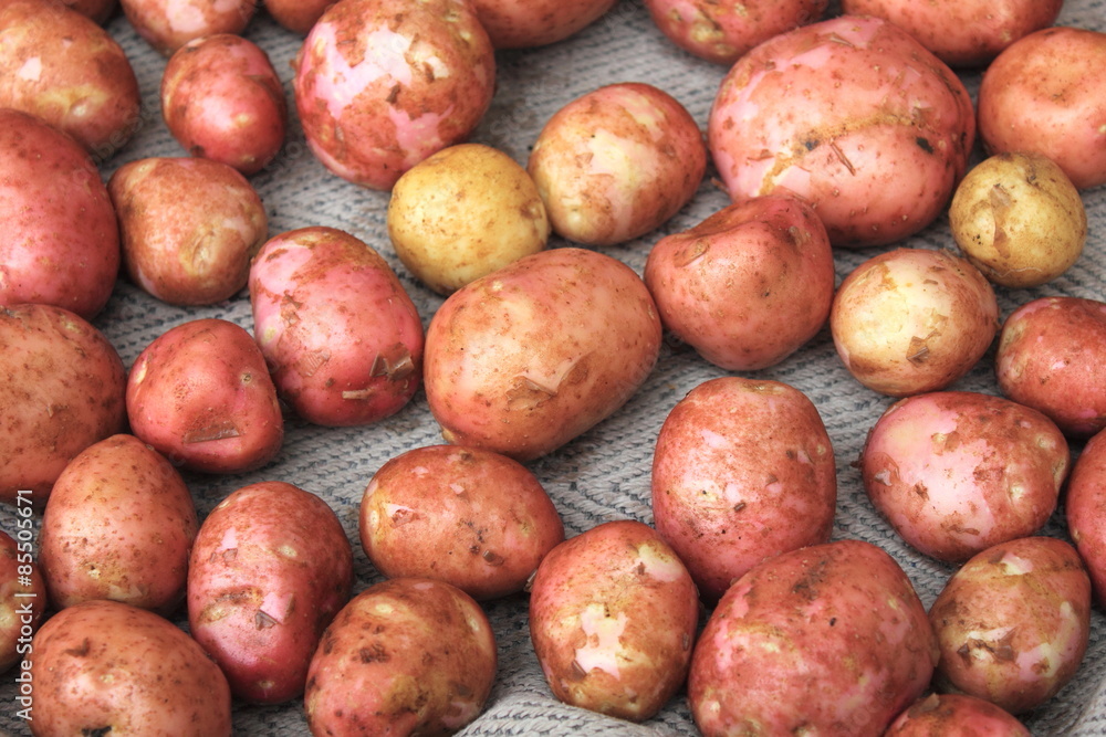 Young fresh potatoes for pattern texture and background Young fresh potatoes for pattern texture and background