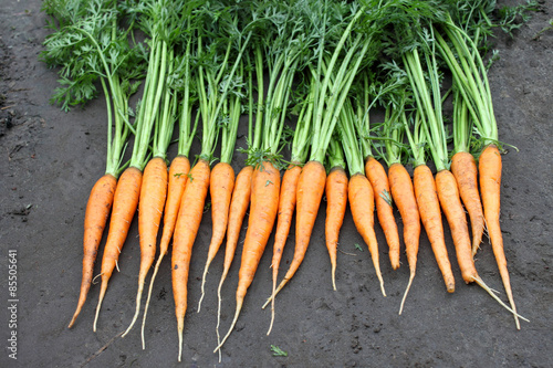 raw fresh carrots with tails on natural background