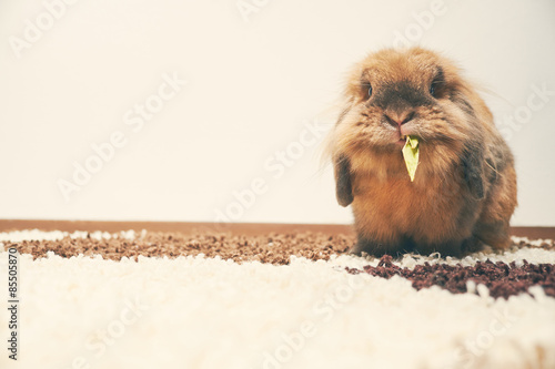 Bunny eating white background