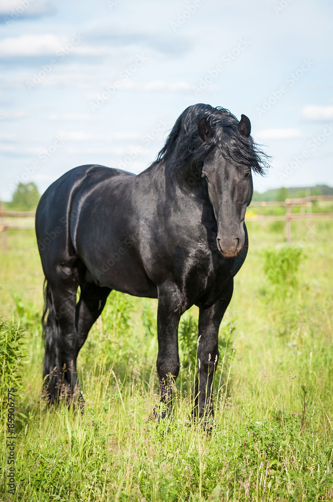 Beautiful black friesian stallion on the field Beautiful black friesian stallion on the field
