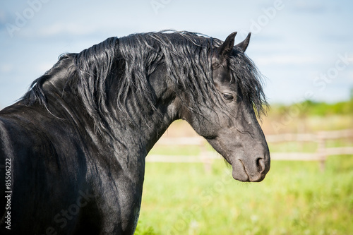 Portrait of beautiful black friesian stallion