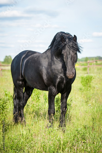 Beautiful black friesian stallion on the field