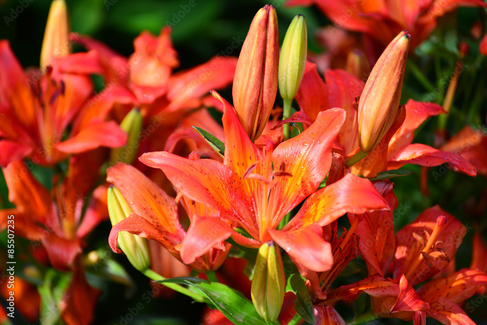 Beautiful orange lilies in the garden