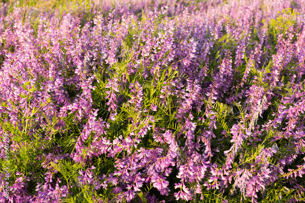 Obraz premium Pink flowers in the meadow