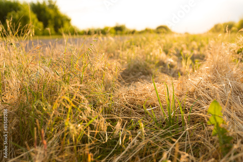 Grass beside the road, backlit