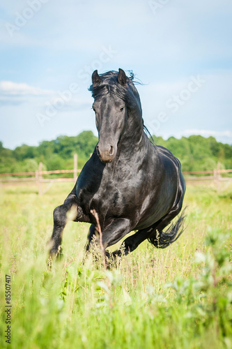 Beautiful black friesian stallion running on the field in summer