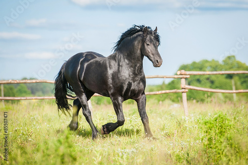 Beautiful black friesian stallion running in the paddock