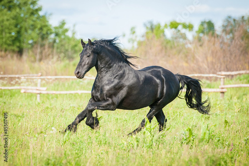 Beautiful black friesian stallion running on the field in summer #85507491
