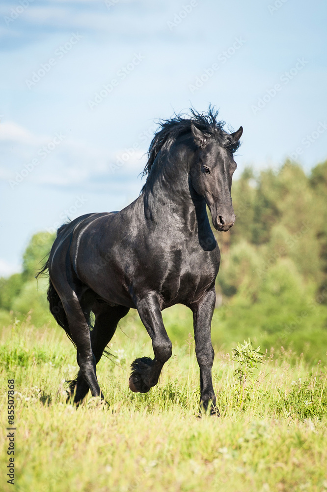 Beautiful black friesian stallion running on the field in summer Beautiful black friesian stallion running on the field in summer