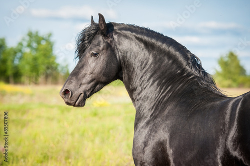 Portrait of beautiful black friesian stallion © Rita Kochmarjova