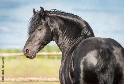 Portrait of beautiful black friesian stallion looking back #85507835