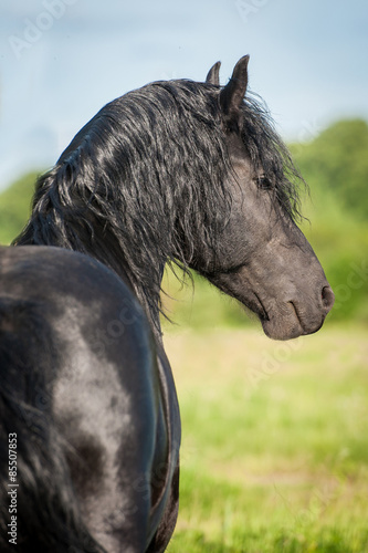 Portrait of beautiful black friesian stallion looking back #85507853