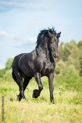 Beautiful black friesian stallion running on the field in summer #85507868