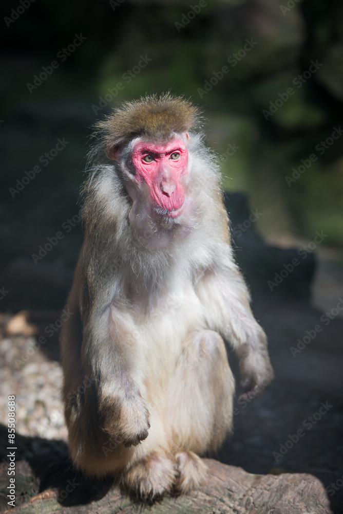Naklejka premium red faced monkey