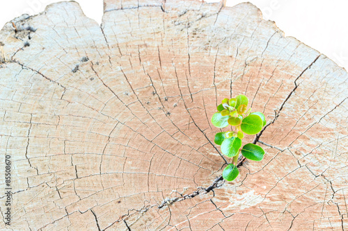 New life Seedlings on a tree stump