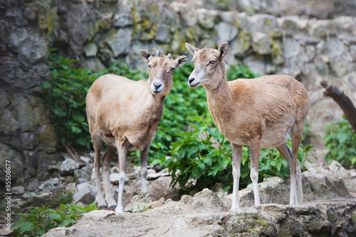 two deers in the zoo