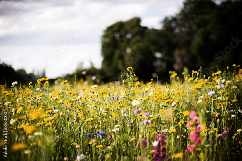 Fototapeta Naklejka Na Ścianę i Meble -  Feldblumen
