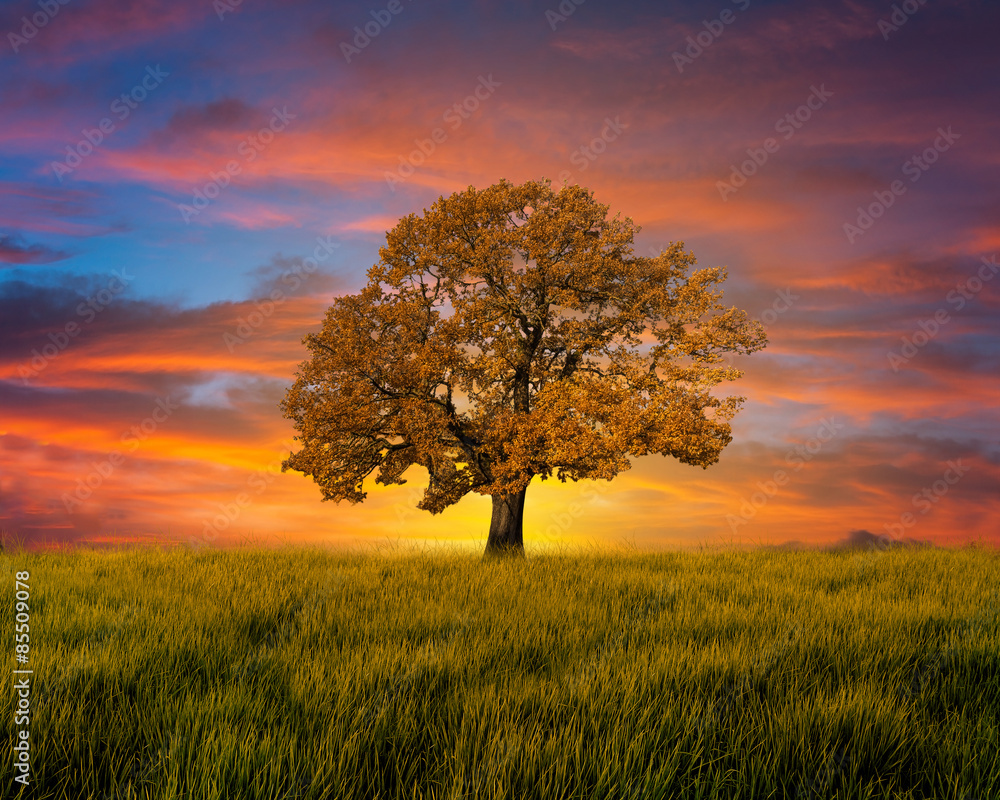 Obraz premium Alone tree in the field with clouds