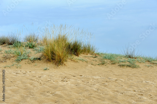 Sand dunes near the beach