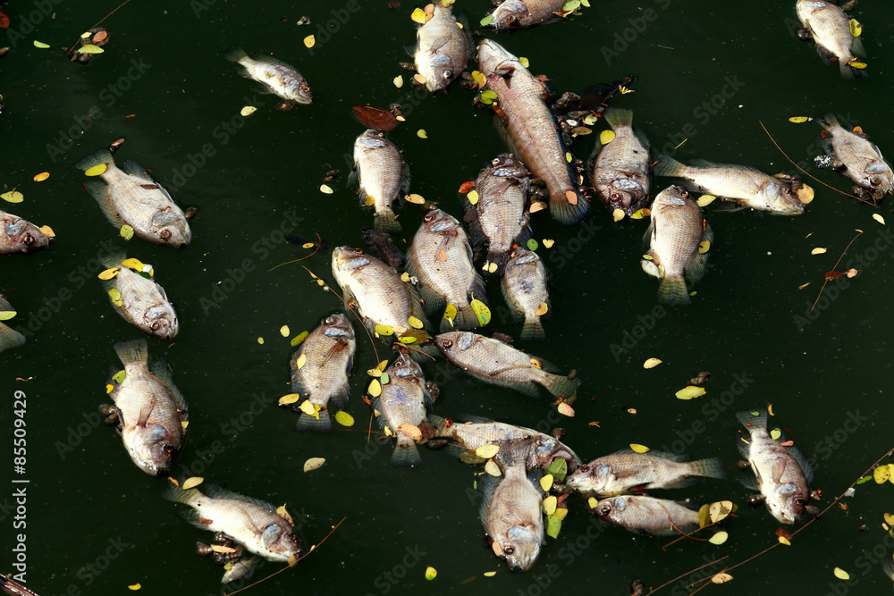 Fototapeta premium dead fish floated in the dark water, water pollution