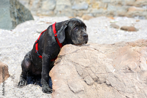 Sad young black dog