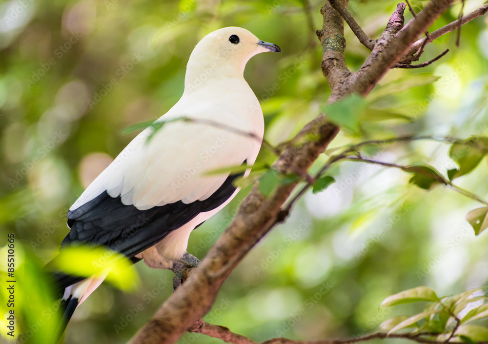 Obraz premium Pied Imperial pigeon bird rest on branch