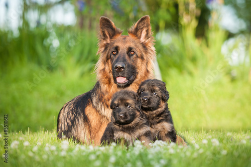 German shepherd dog with little puppies