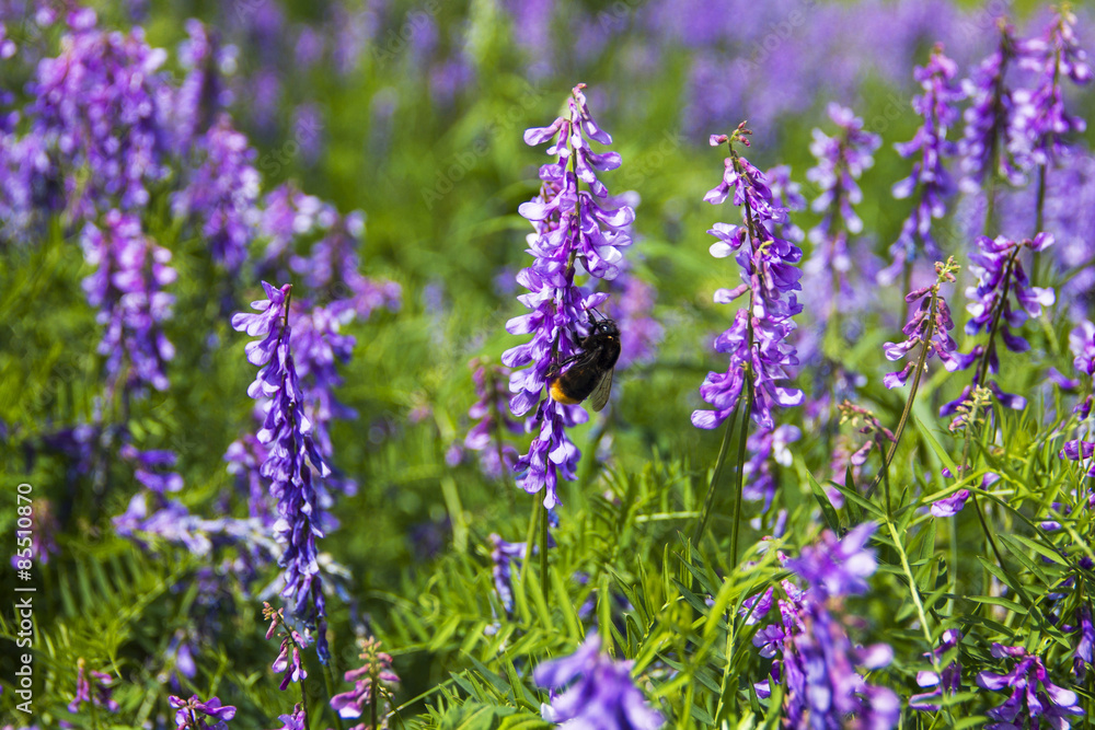 Obraz premium лето,цветы,природа,шмель