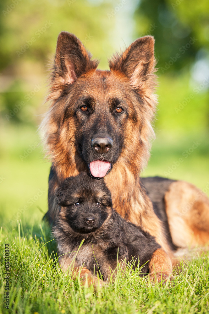 German shepherd dog with little puppy German shepherd dog with little puppy