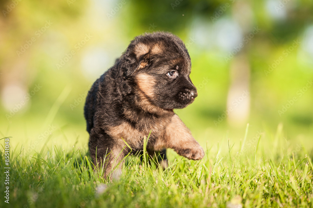 German shepherd puppy in summer German shepherd puppy in summer