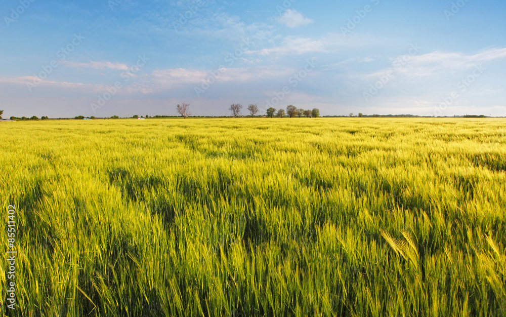 Obraz premium Wheat field - barley