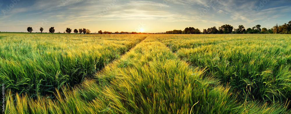 Rural Landscape With Wheat Field On Sunset Adobe Stock