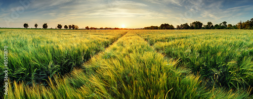 Valokuva Rural landscape with wheat field on sunset