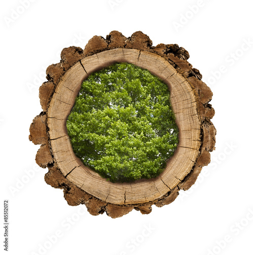 Holzscheibe gefüllt mit Bäumen