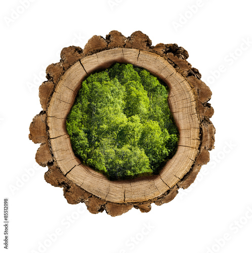 Holzscheibe gefüllt mit Bäumen