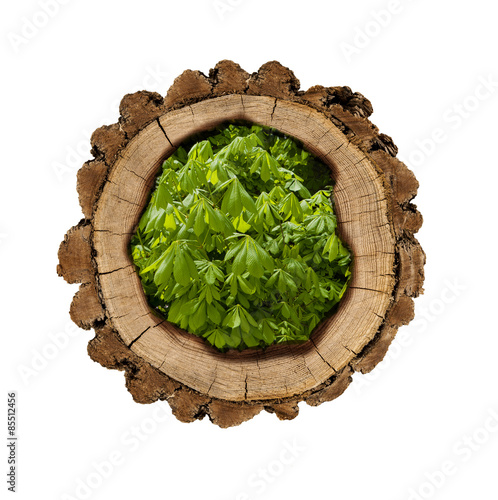 Holzscheibe gefüllt mit Kastanienblättern