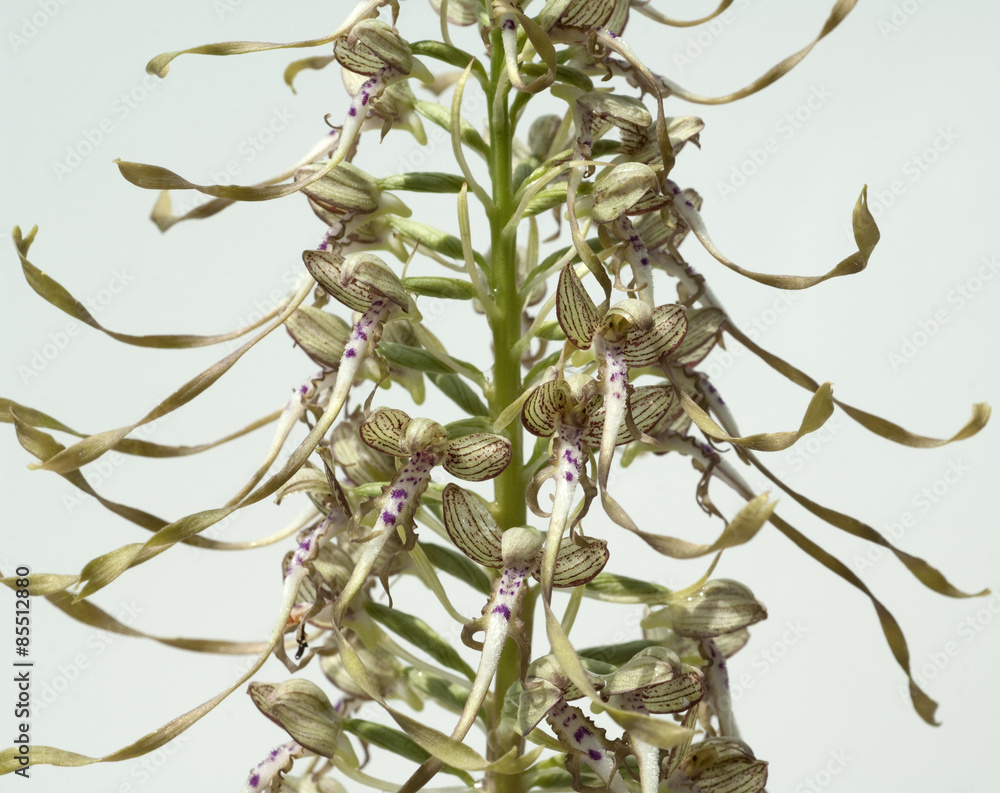 Bocksriemenzunge, Himantoglossum hircinum, Stock-Foto | Adobe Stock