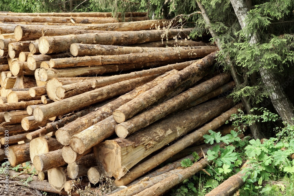 Woodpile From Sawn Pine And Spruce Logs For Forestry Industry Woodpile From Sawn Pine And Spruce Logs For Forestry Industry