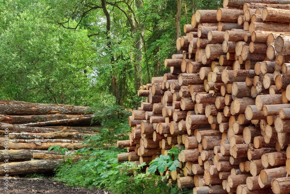 Woodpile From Sawn Pine And Spruce Logs For Forestry Industry Woodpile From Sawn Pine And Spruce Logs For Forestry Industry