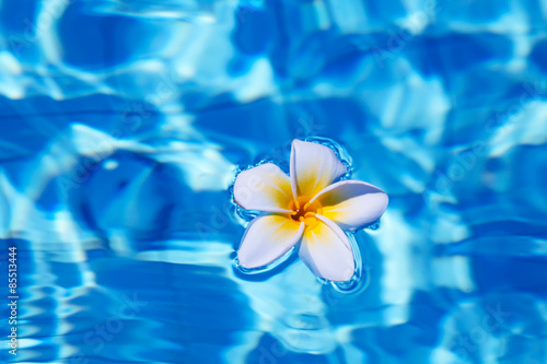 Tropical frangipani flower in water © swisshippo