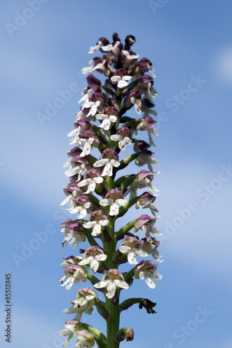 Brand-Knabenkraut, Orchis ustulata, photo